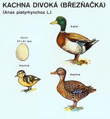 březí